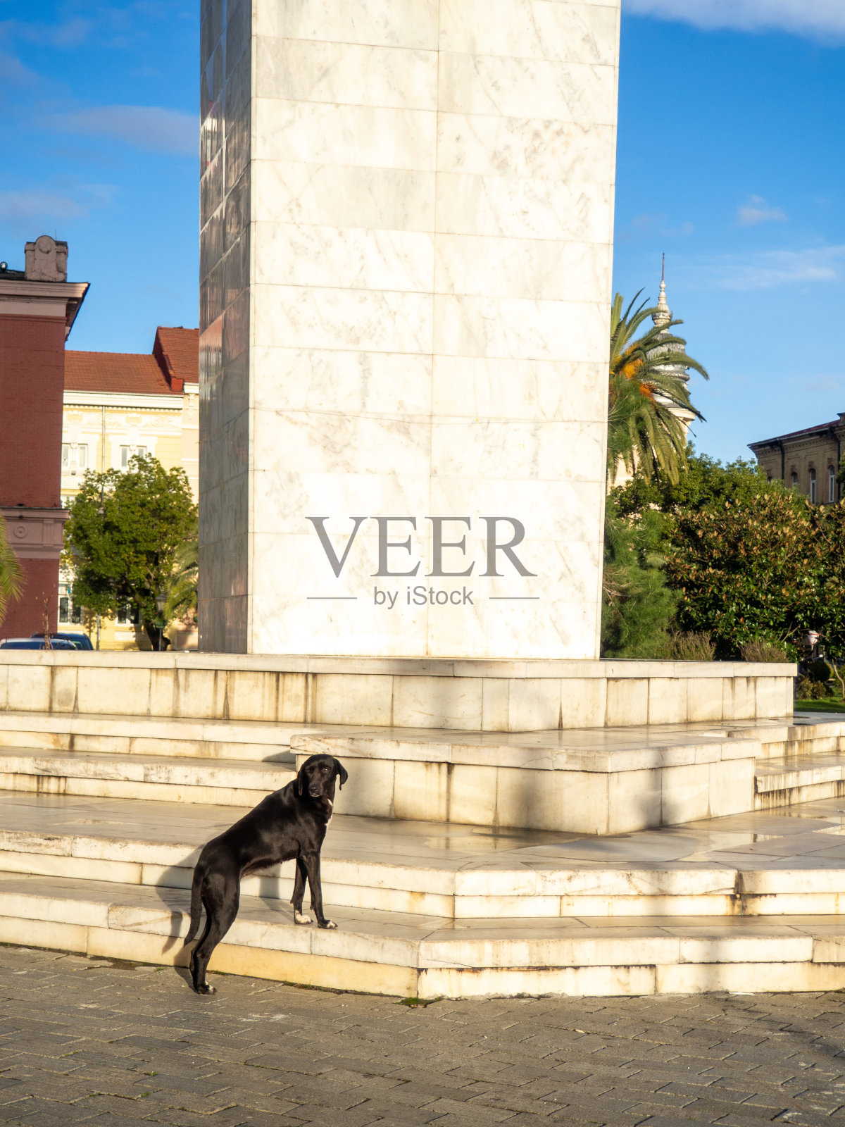 黑狗站在基座上。城市公园。街上的动物。照片摄影图片