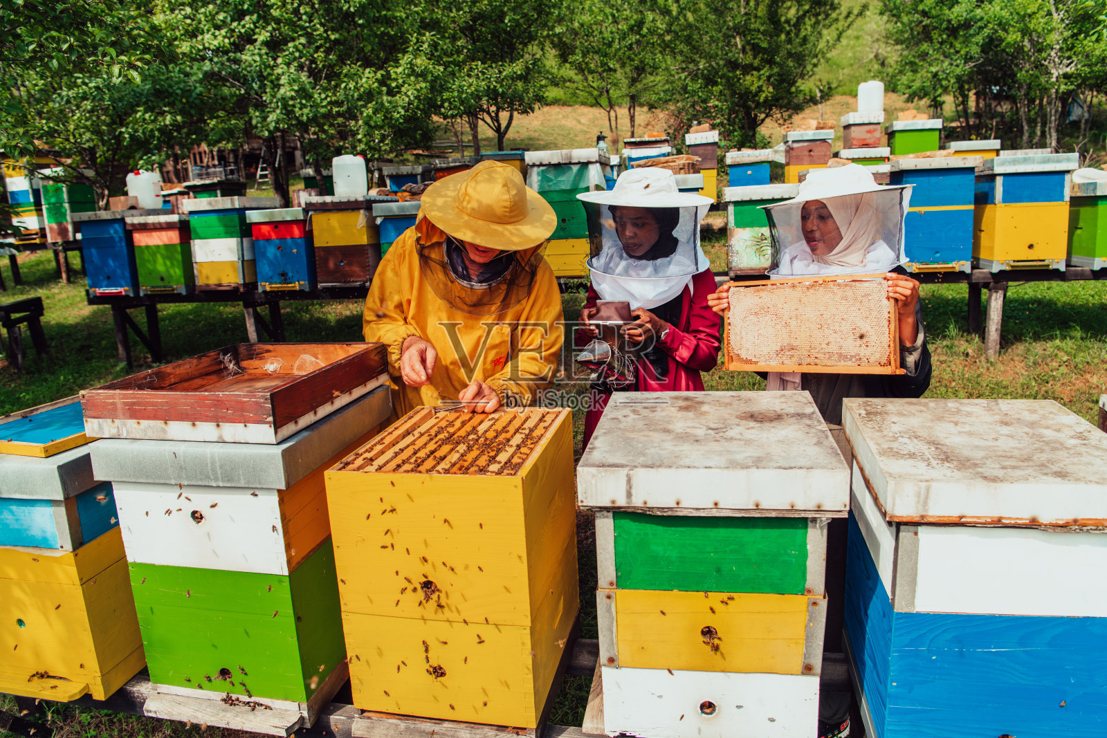 阿拉伯投资者正在他们投资的大型养蜂场检查蜂蜜的质量。投资小企业的概念照片摄影图片