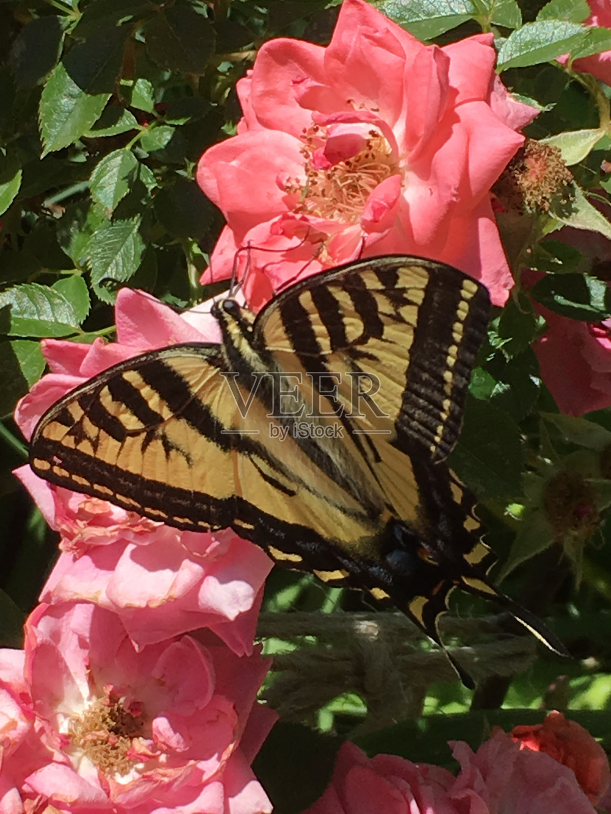 玫瑰与蝴蝶照片摄影图片