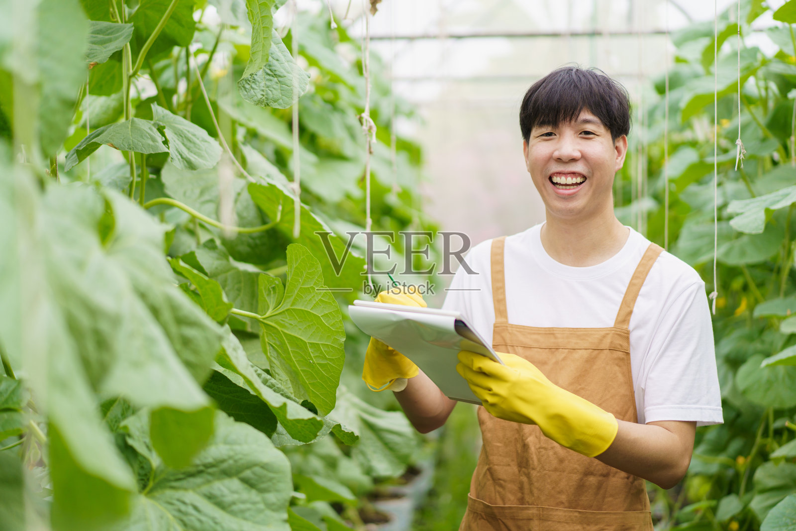 在温室工作的人。照片摄影图片