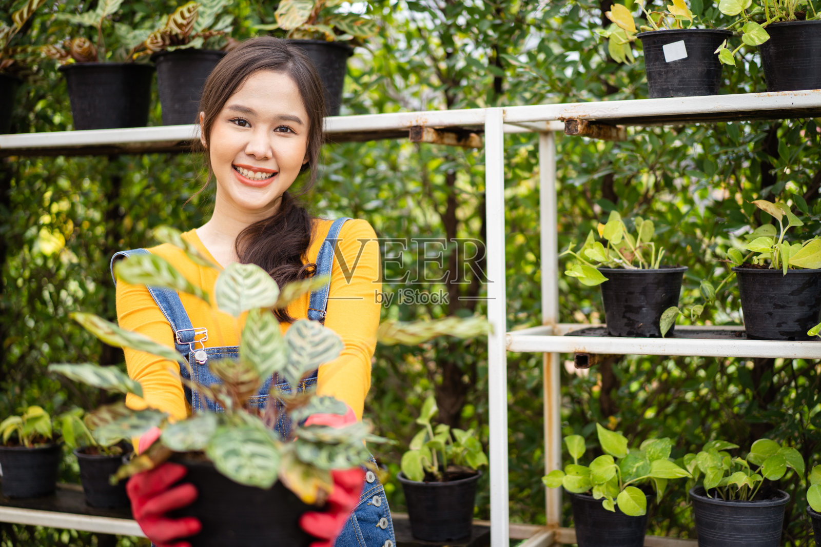 植物学家工作肖像照片摄影图片