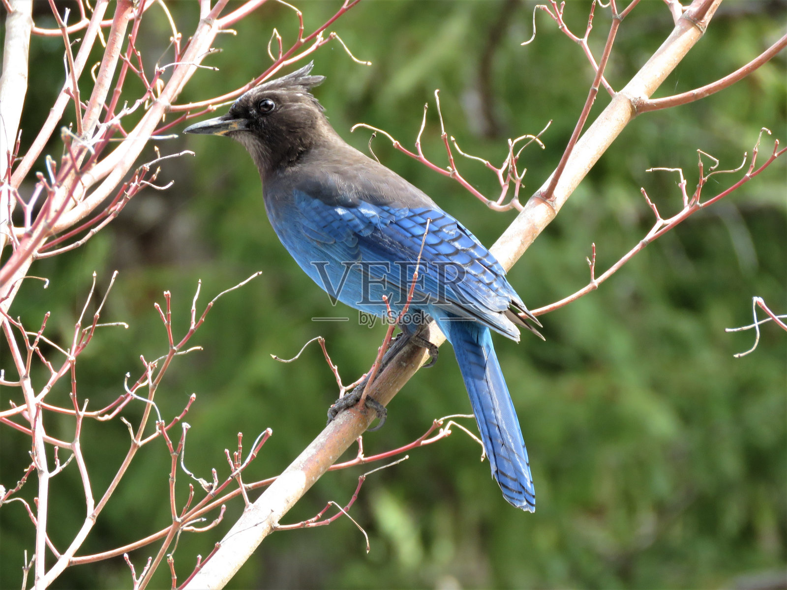 斯特勒家的杰伊·霍登照片摄影图片
