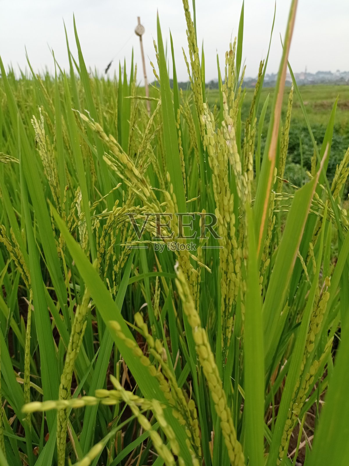 稻田照片摄影图片