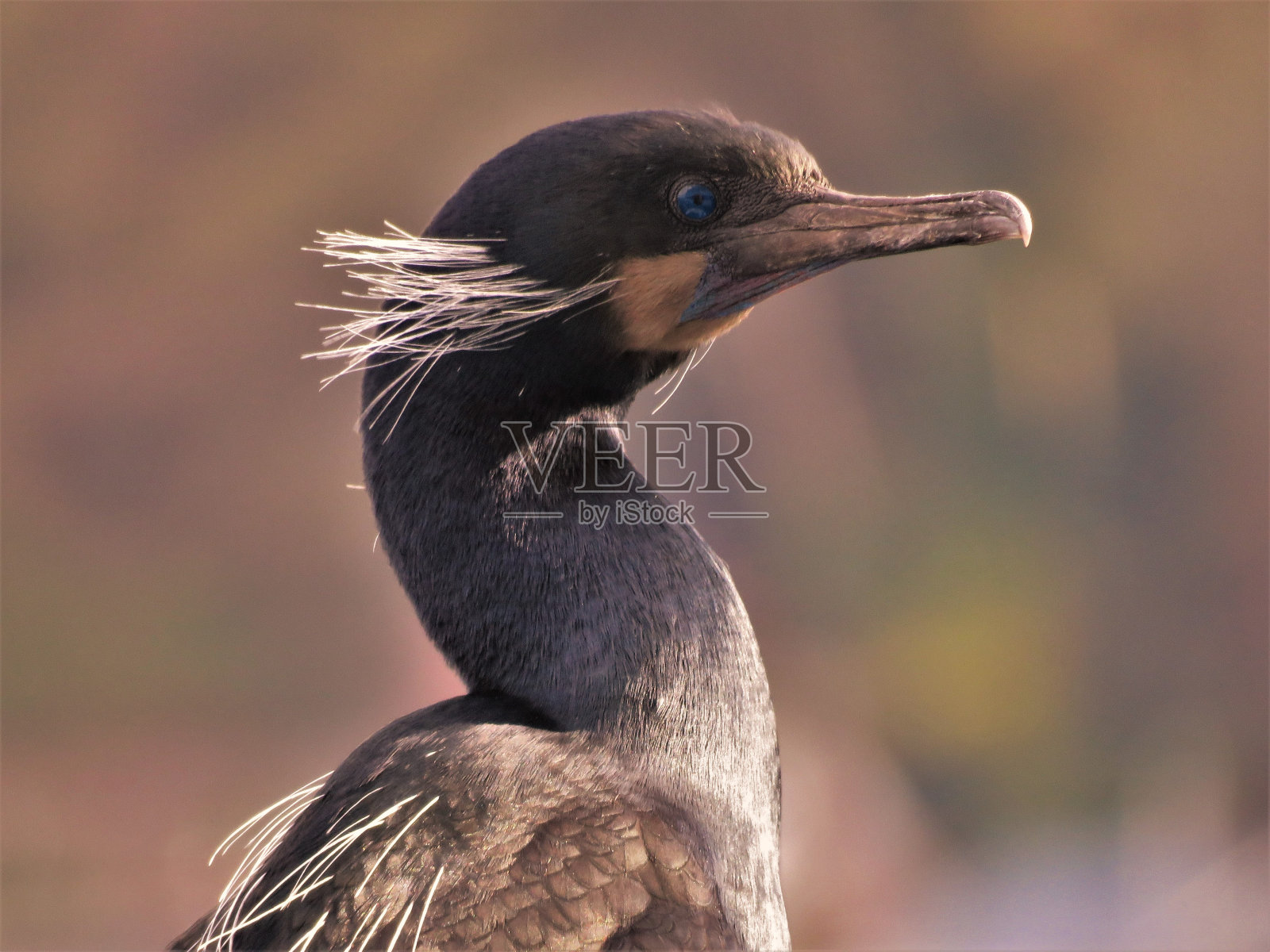 勃兰特的鸬鹚照片摄影图片