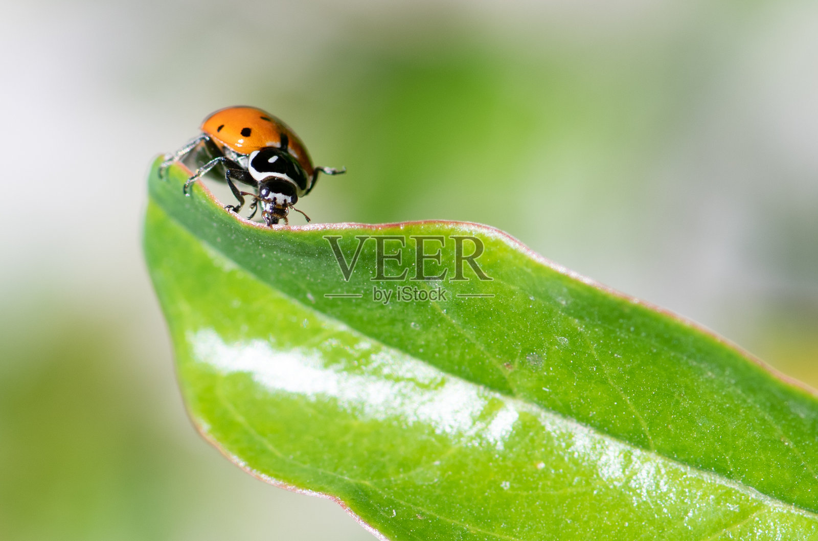 夫人错误照片摄影图片