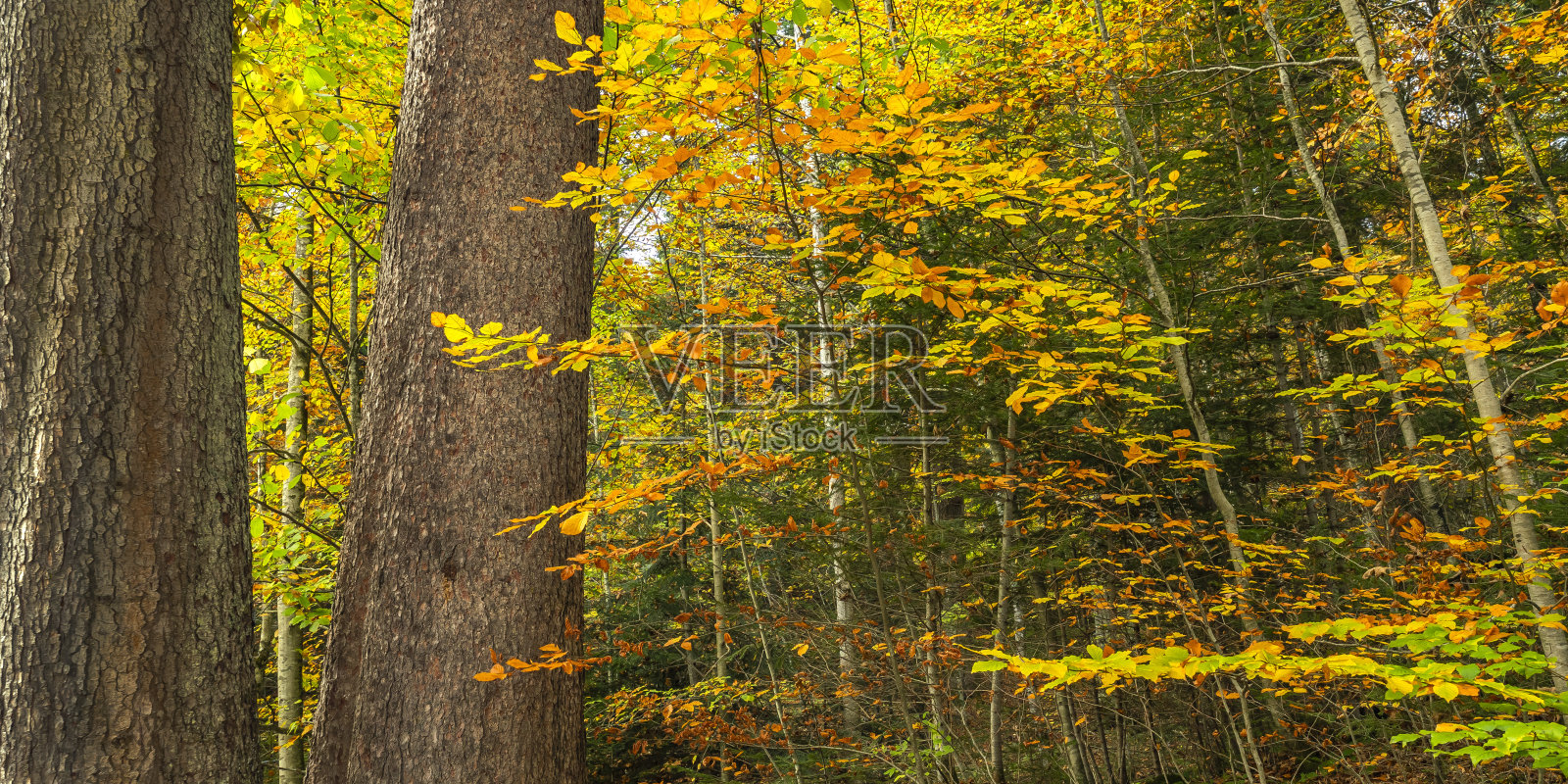 秋季混交林，奥伯拉梅尔高，德国照片摄影图片