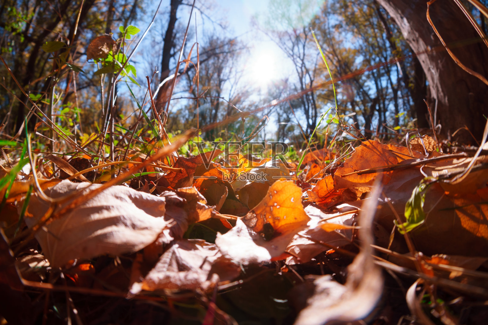 黄色秋色的树叶和树木特写，森林里明亮的阳光，美丽的秋天景观，秋天的自然照片摄影图片