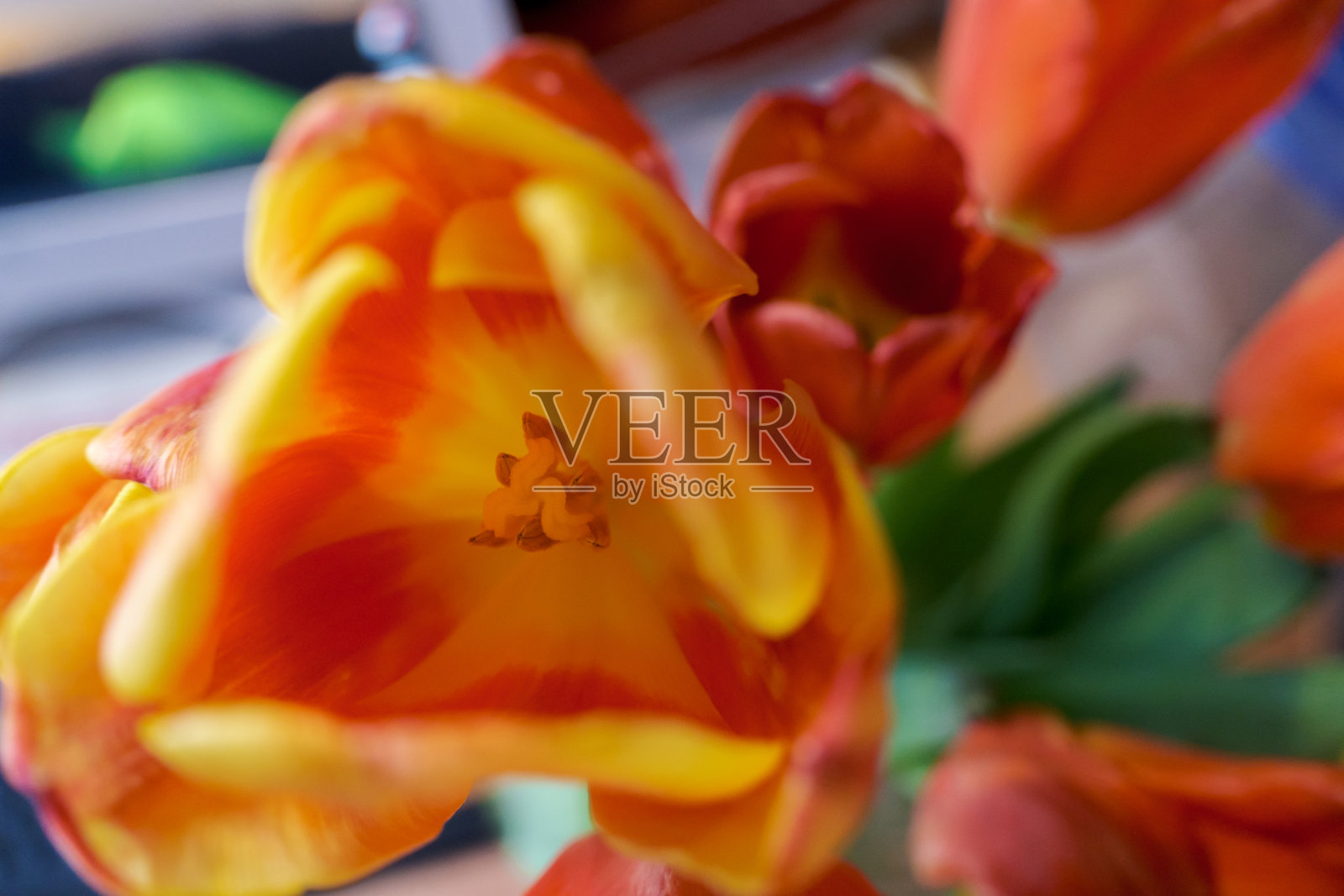 花束中的郁金香花蕾特写照片摄影图片