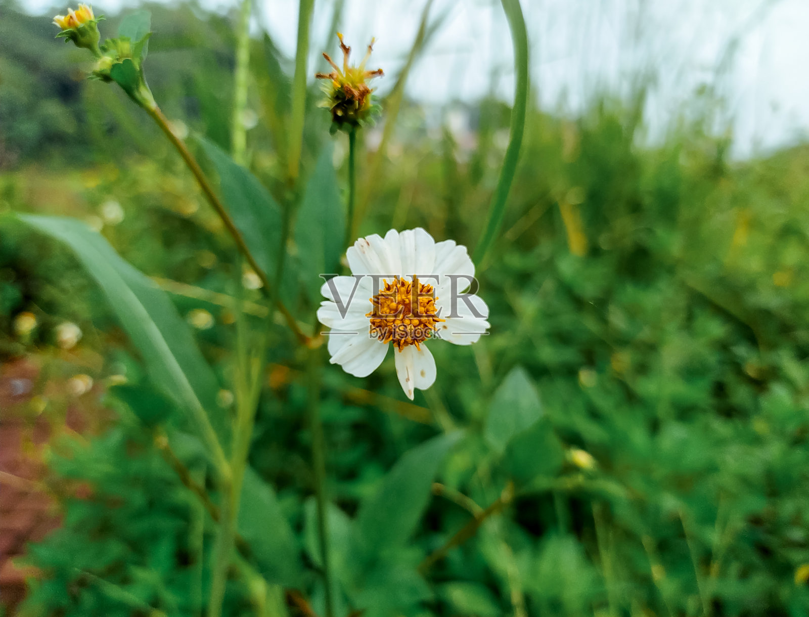 Ketul花或科学上被称为鬼针草pilosa，是一种野生植物，经常在热带地区的公路旁或种植园中发现照片摄影图片