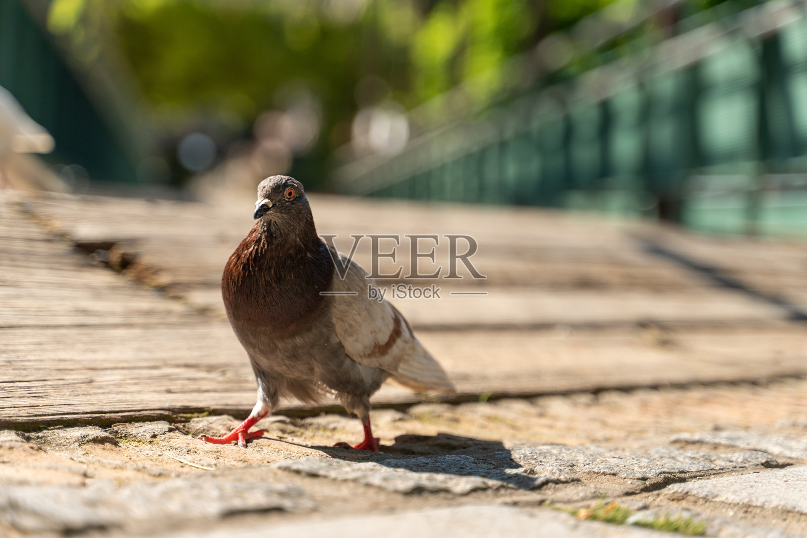 鸽子在街上行走的前视图。鸽子聚集在街道和广场上照片摄影图片
