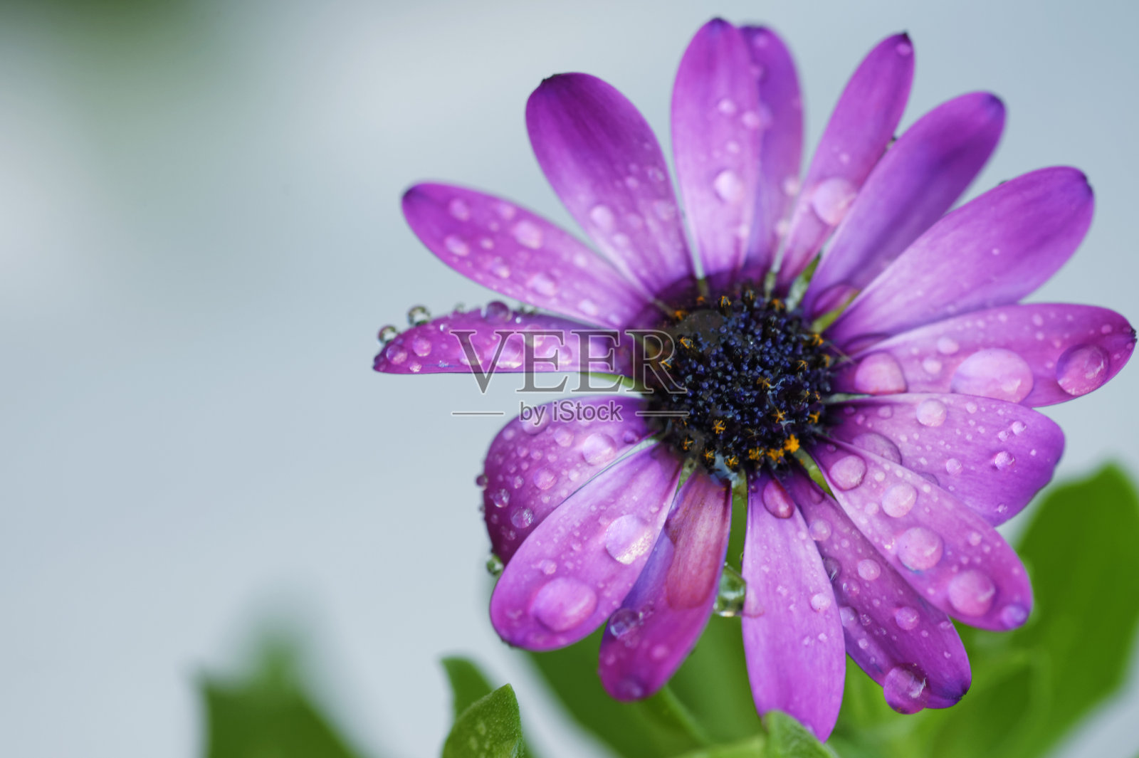 紫色角玛格丽特花素材照片照片摄影图片