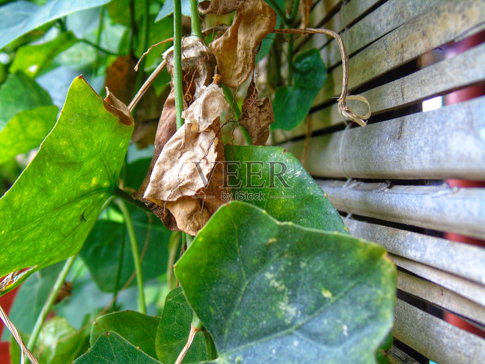 小黄瓜叶子的照片照片摄影图片