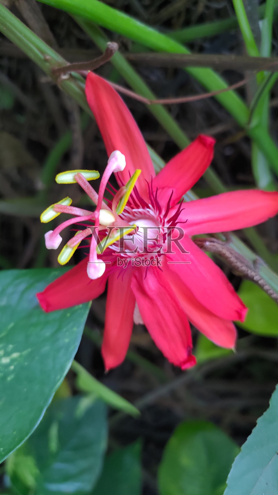 独唱粉红之花照片摄影图片