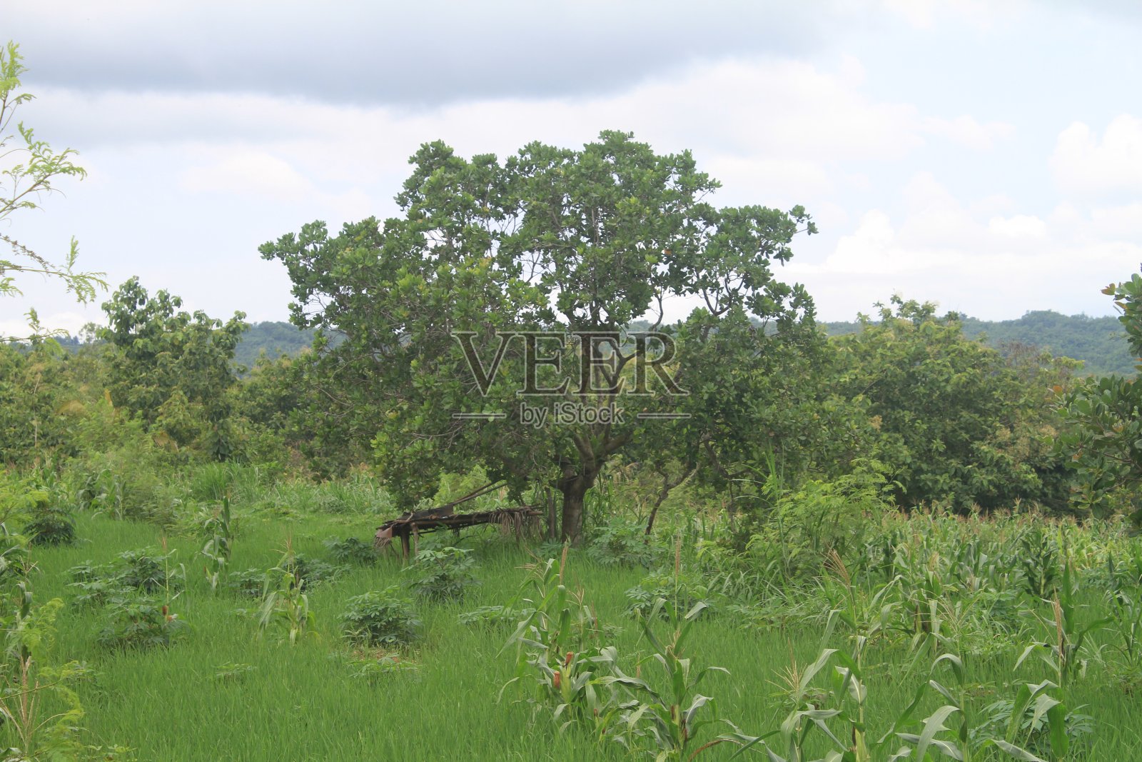 鲁姆特照片摄影图片