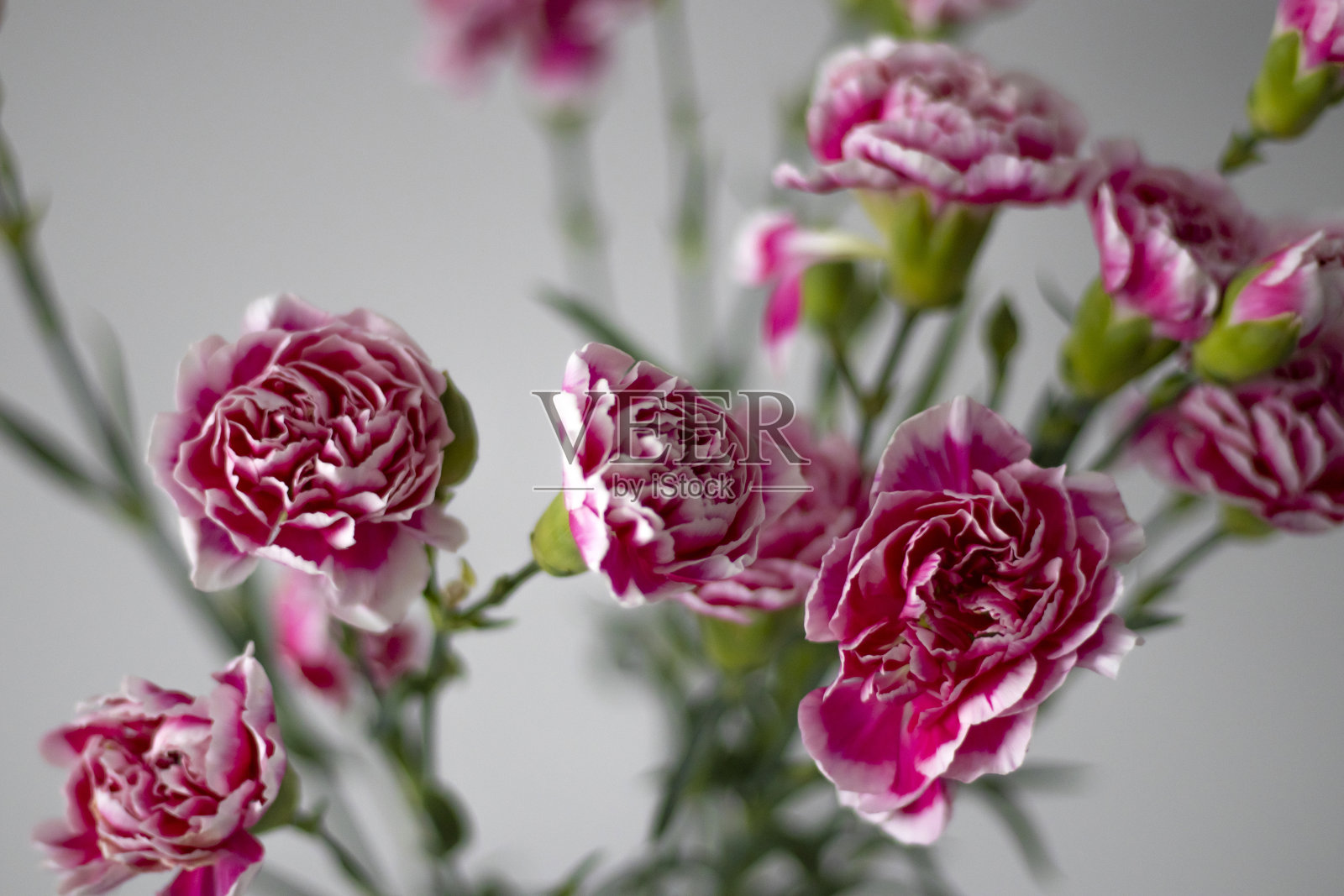 粉红色的康乃馨在灰色的背景。关闭了。照片摄影图片