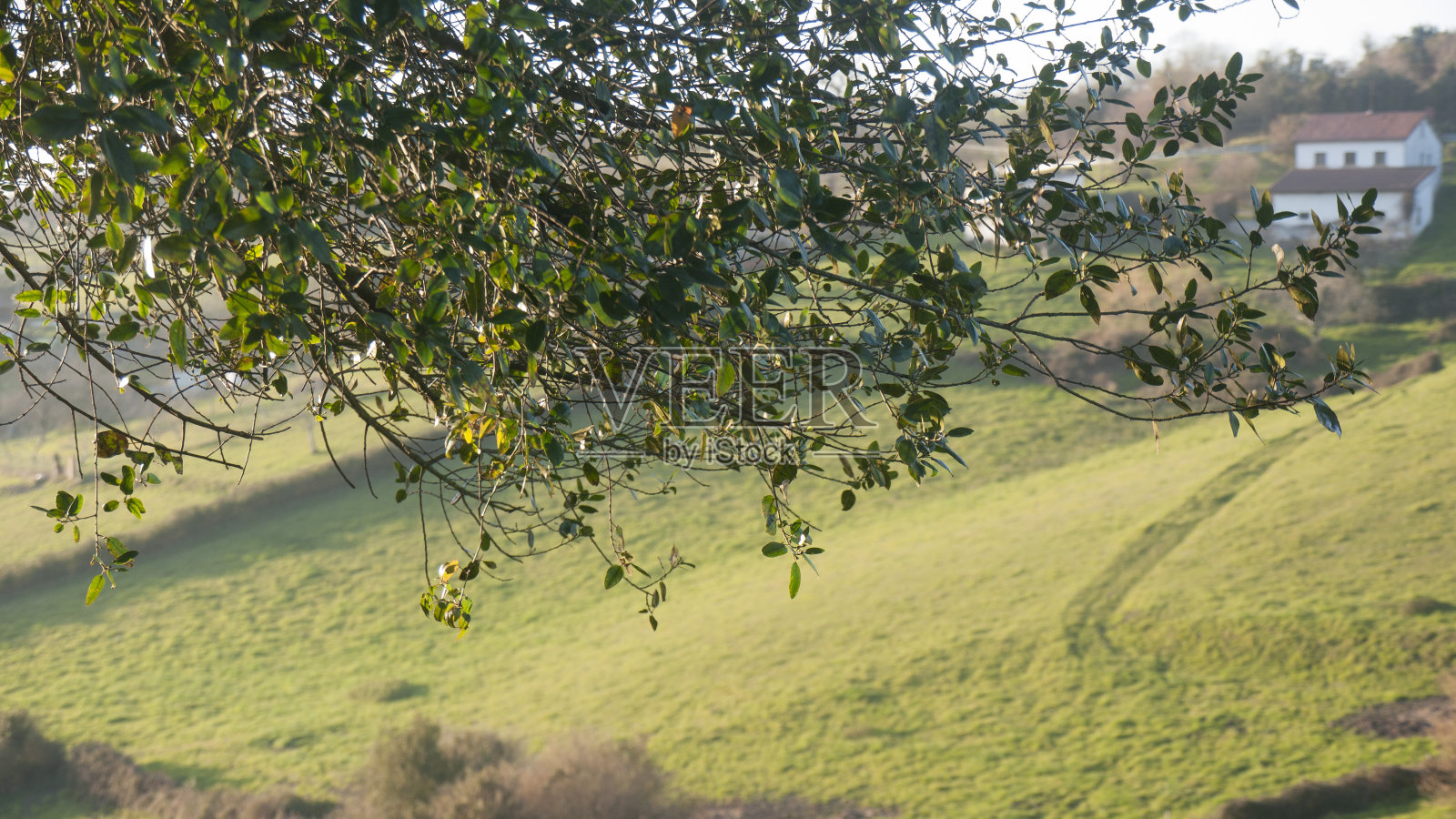 山谷中的绿色草地照片摄影图片