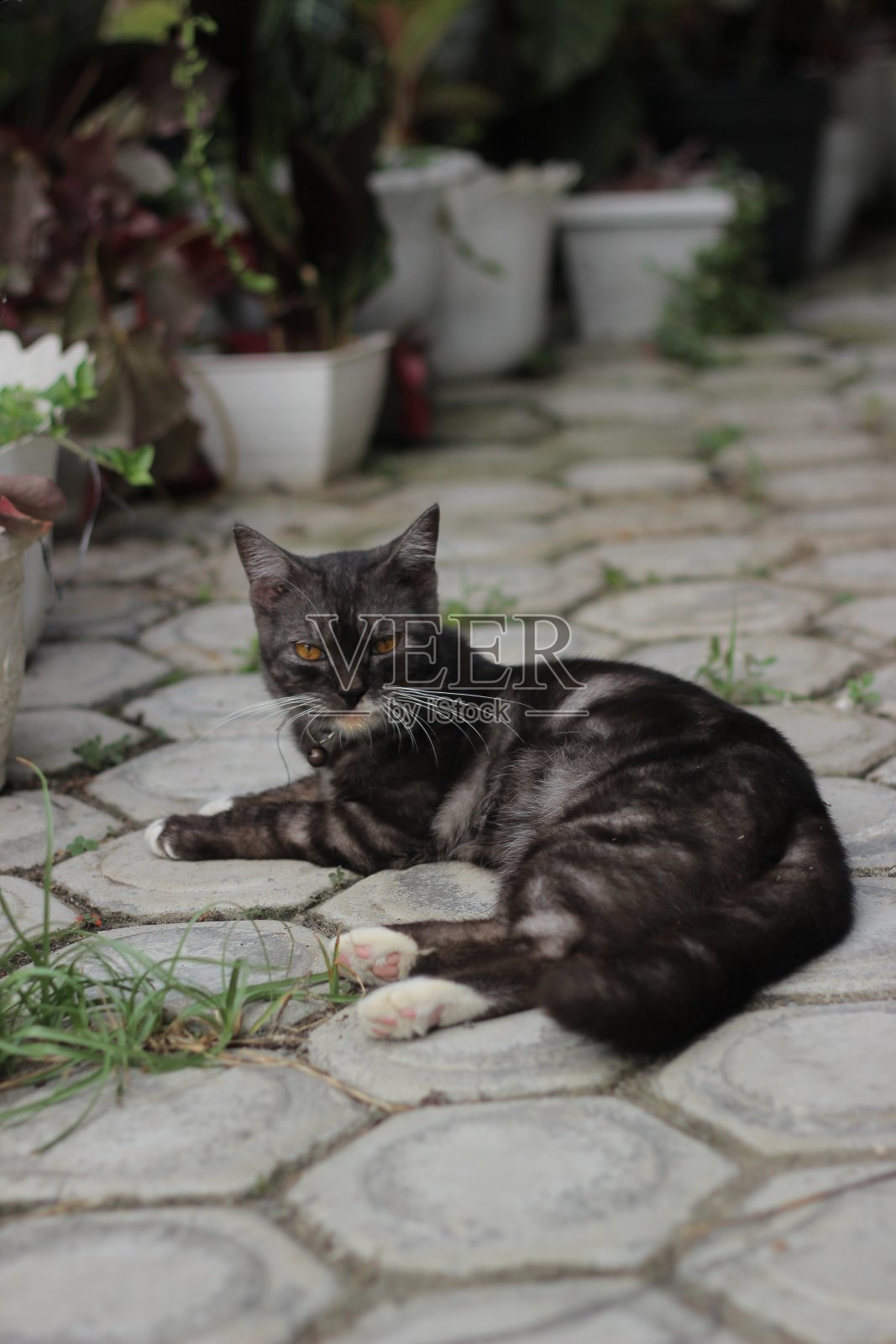 黑猫照片摄影图片