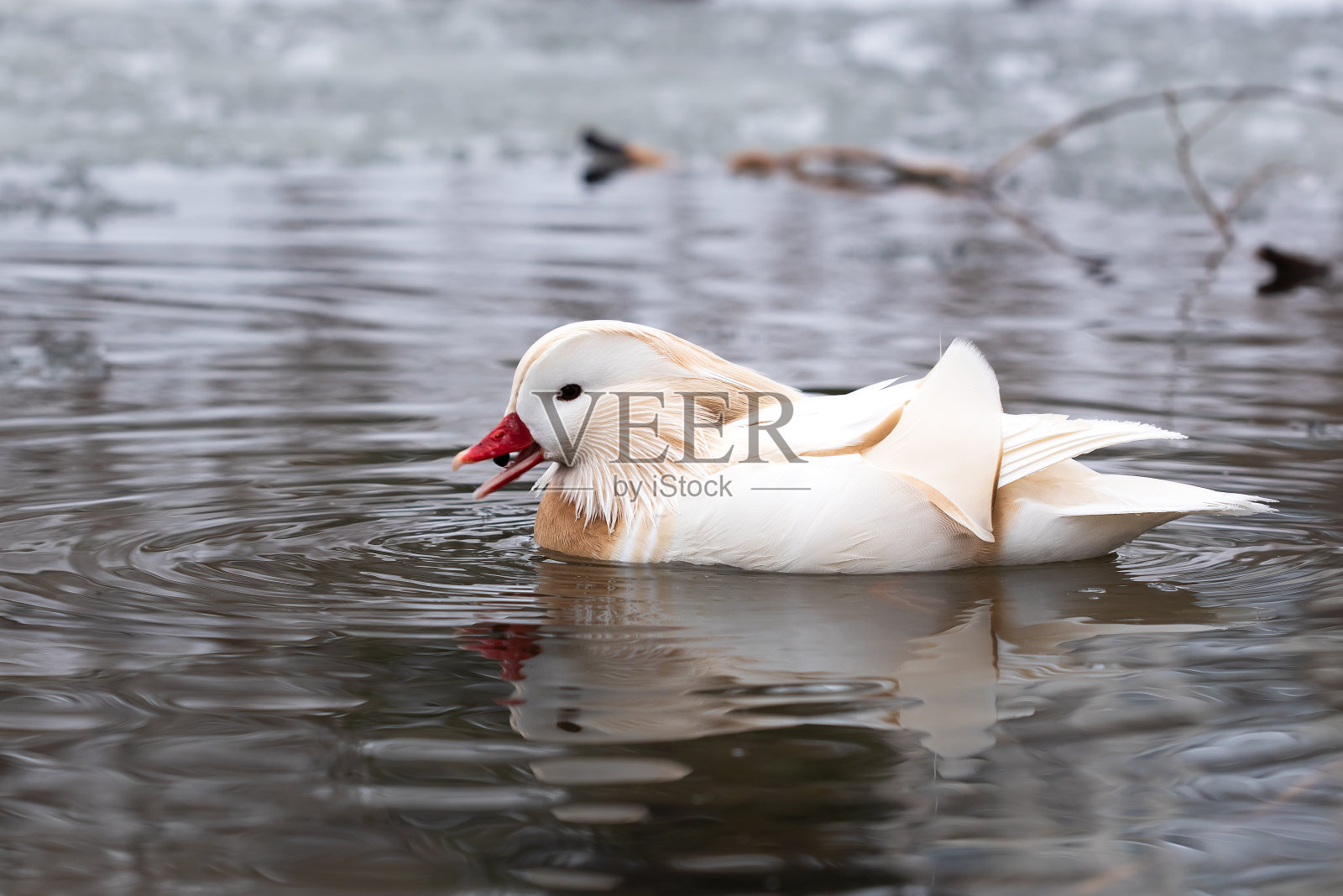 白化病鸳鸯在湖里游泳和吃东西照片摄影图片