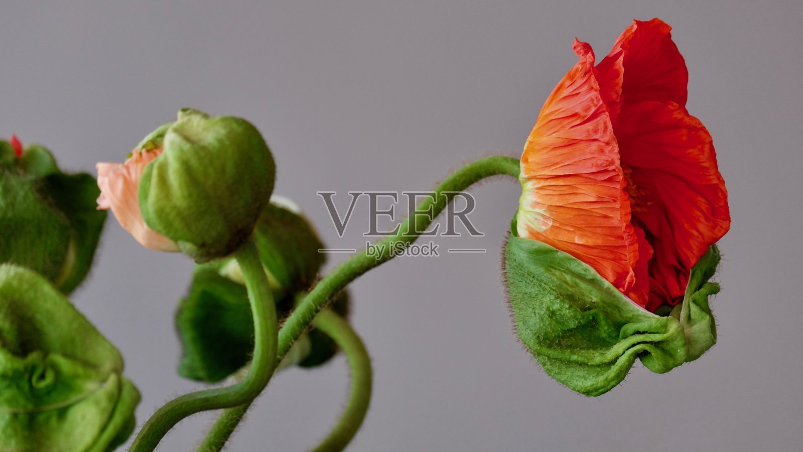 罂粟花照片摄影图片