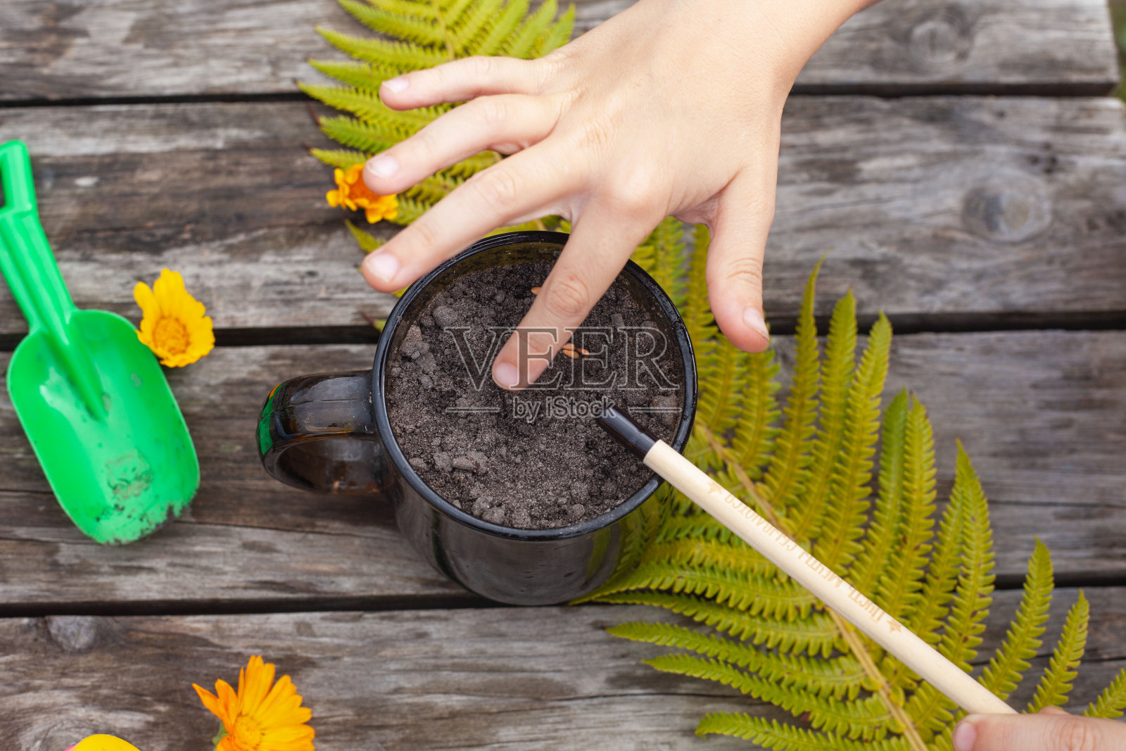 孩子们的手在花盆里播种照片摄影图片