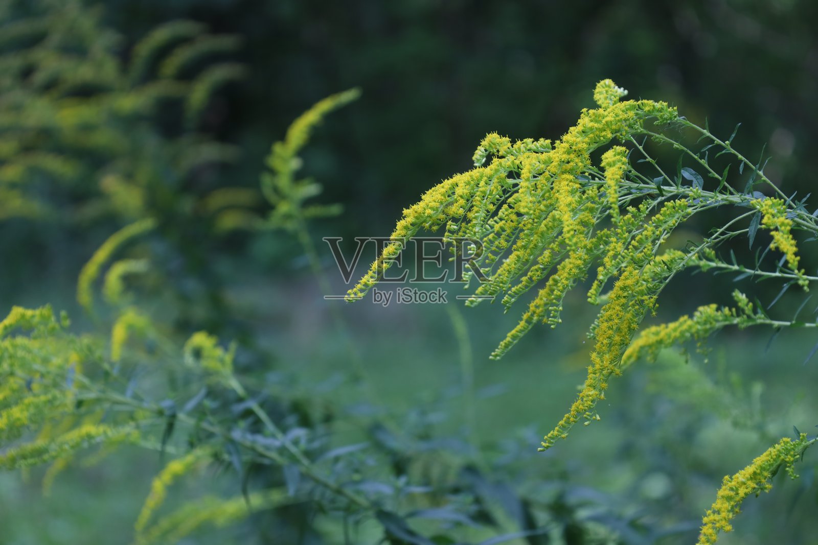 加拿大的秋麒麟在夏天的森林里，开着绿色的花照片摄影图片