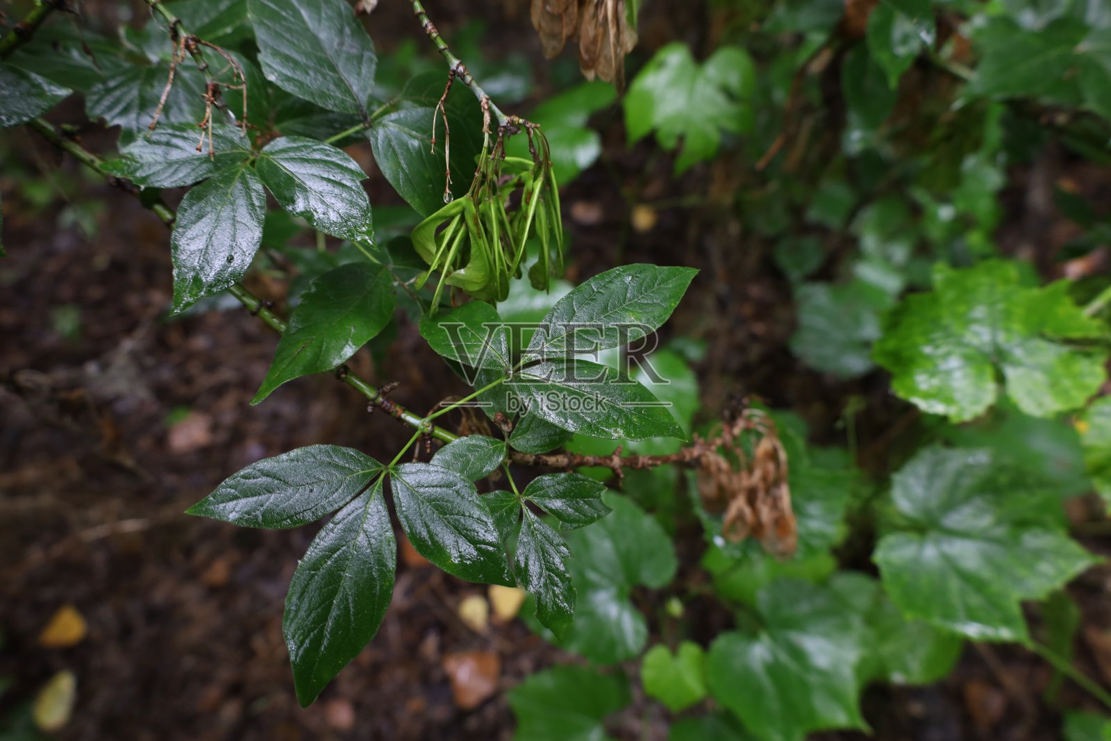 在夏季多雨的森林里照片摄影图片