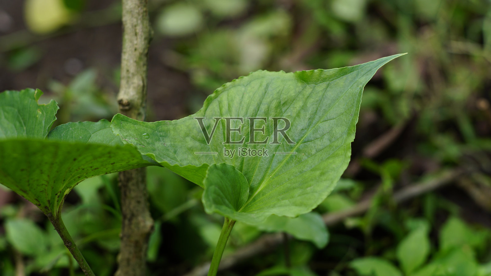 蓝翅叶照片摄影图片