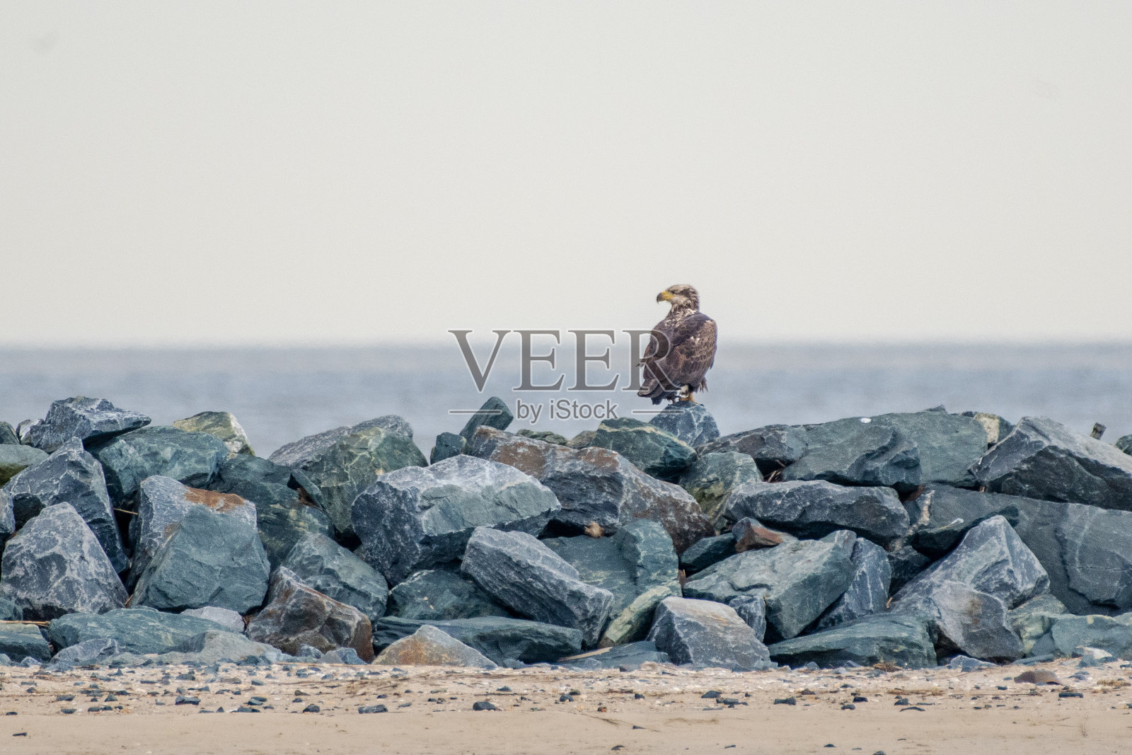 秃鹰栖息在岩石上照片摄影图片