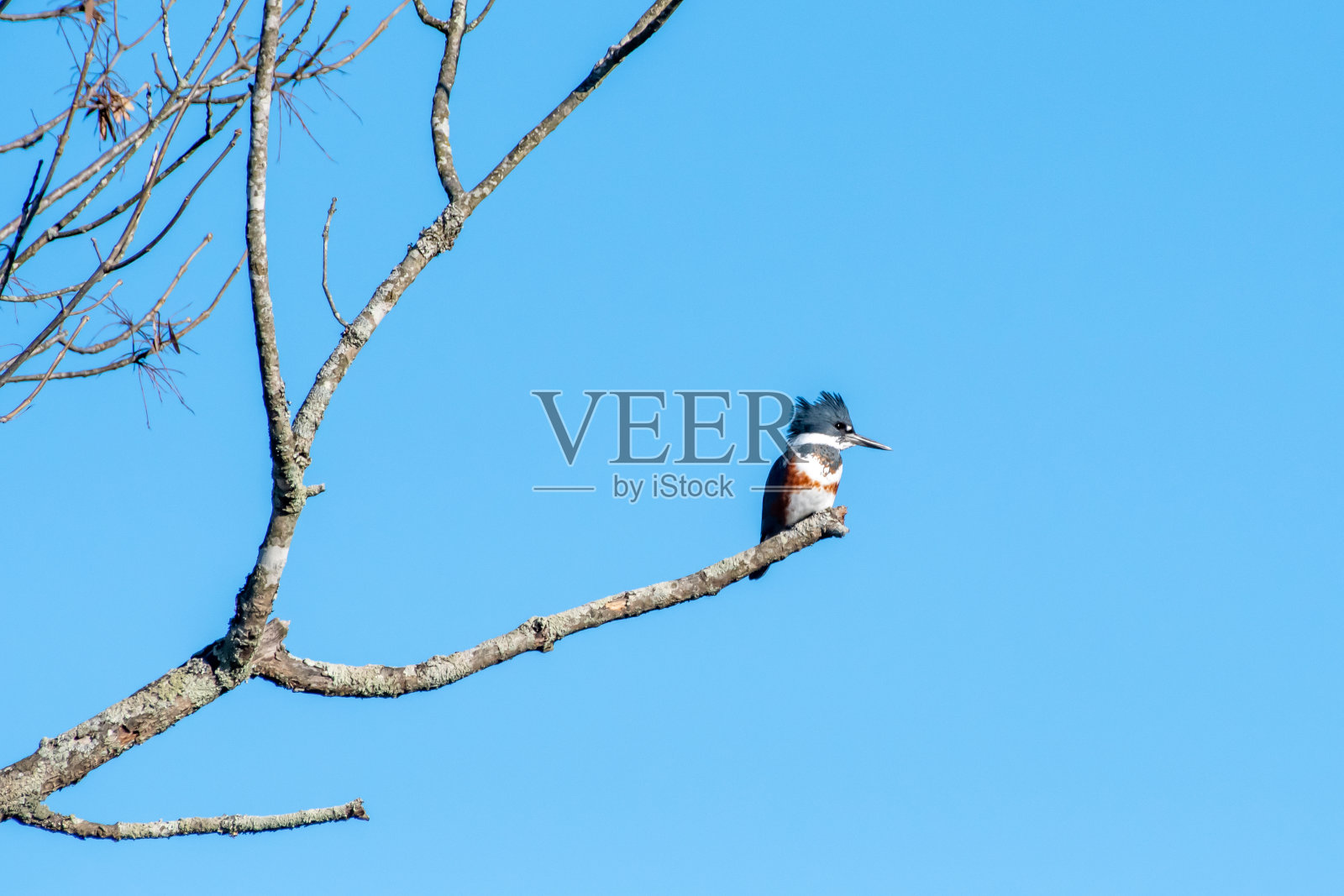 翠鸟栖息在树枝上照片摄影图片