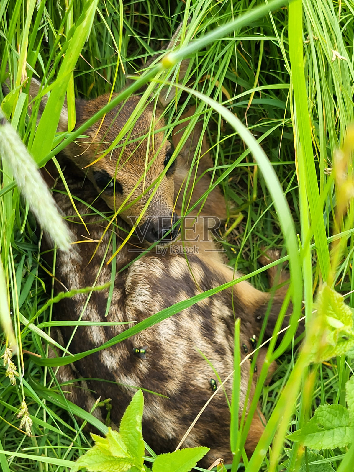 草地上的小鹿照片摄影图片