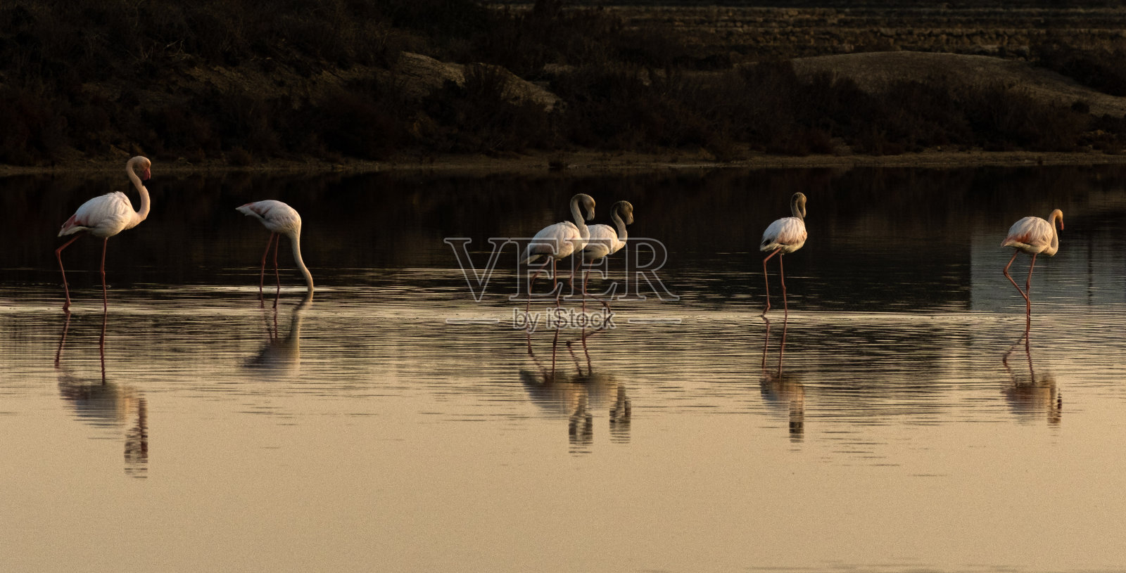 萨利纳斯自然公园的火烈鸟。Formentera照片摄影图片