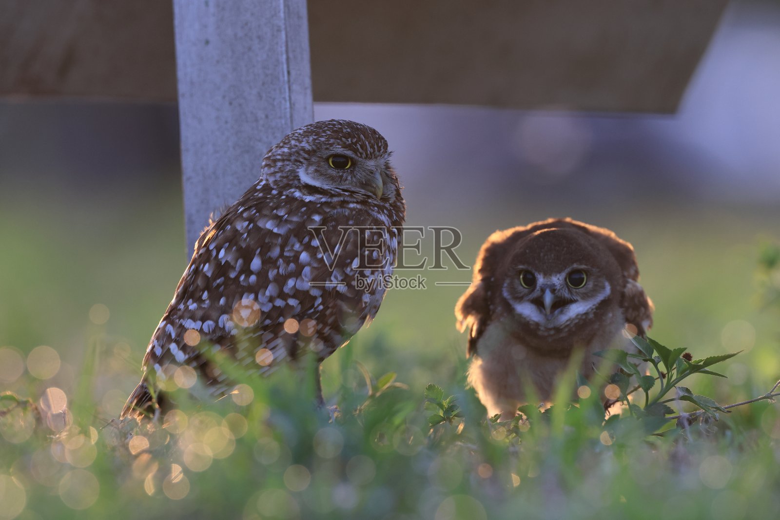 穴居猫头鹰(雅典娜)产于美国佛罗里达州珊瑚角照片摄影图片