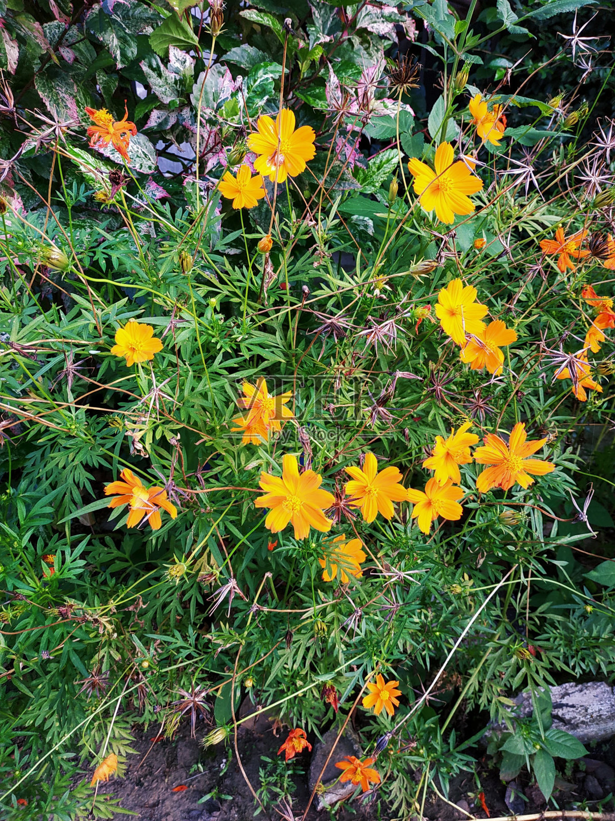 黄色的花照片摄影图片