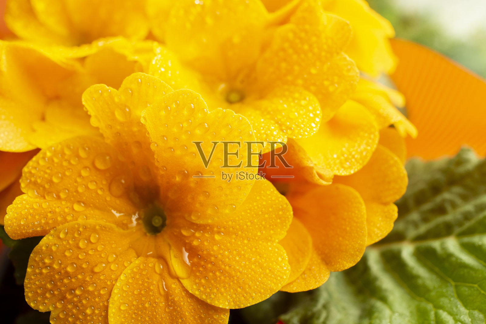 橙色的报春花，近距离与水滴照片摄影图片