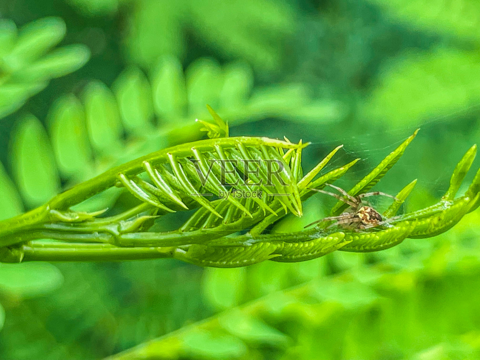 编织网络爬虫照片摄影图片