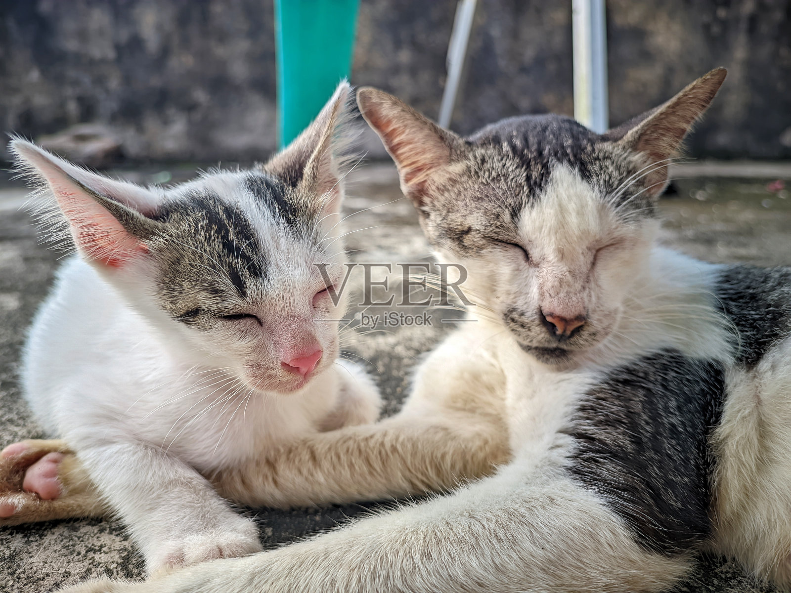 一个凉爽的早晨，一只猫妈妈和她的小猫在室外的地板上休息照片摄影图片