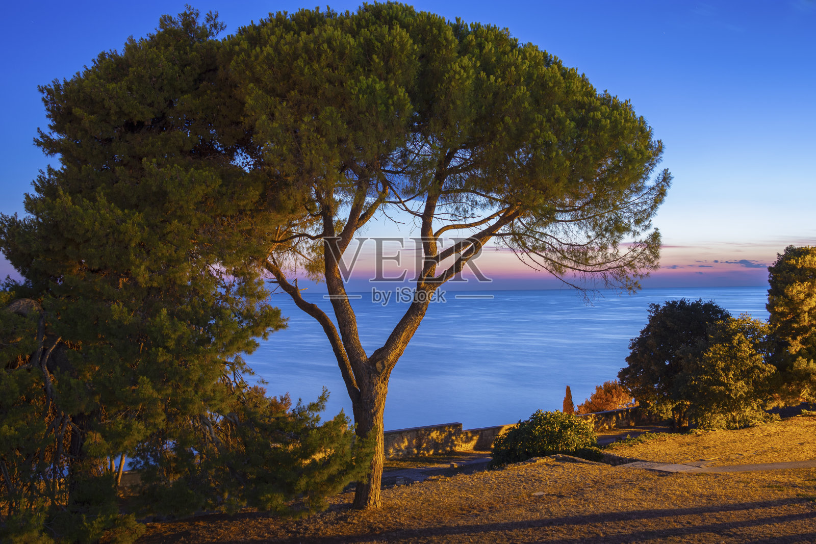 松树和大海在夜晚的背景照片摄影图片