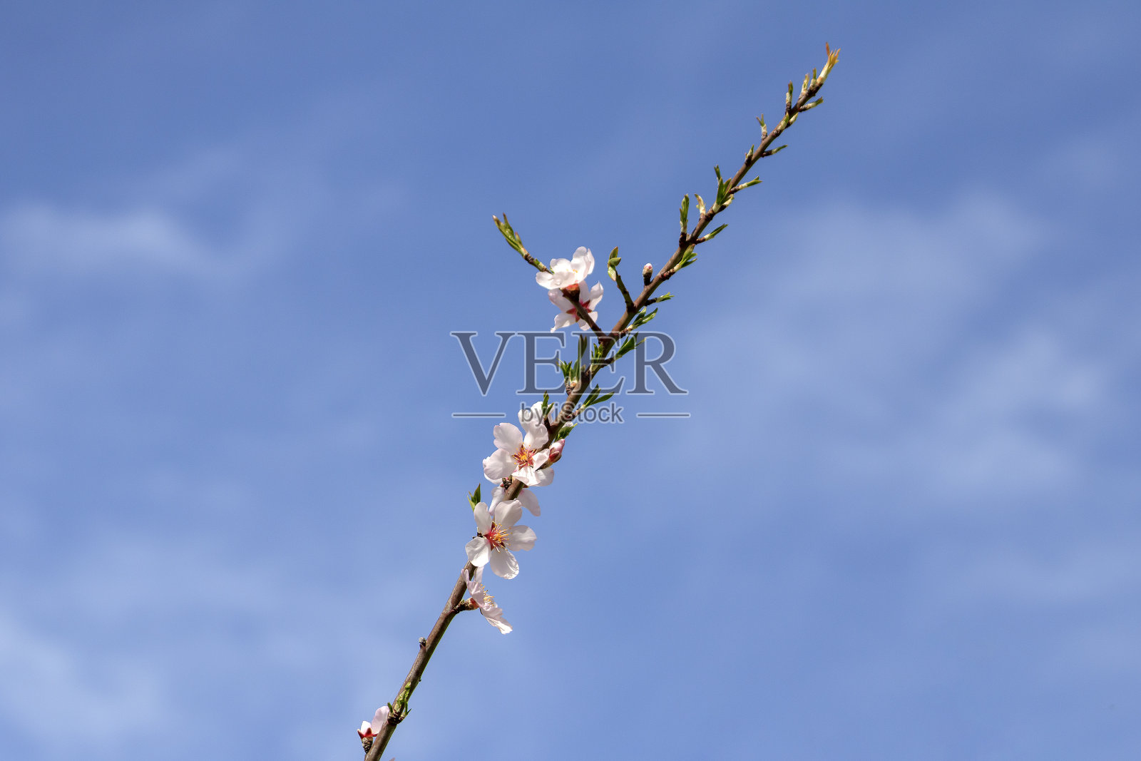 蓝色的天空前，杏枝绽放照片摄影图片