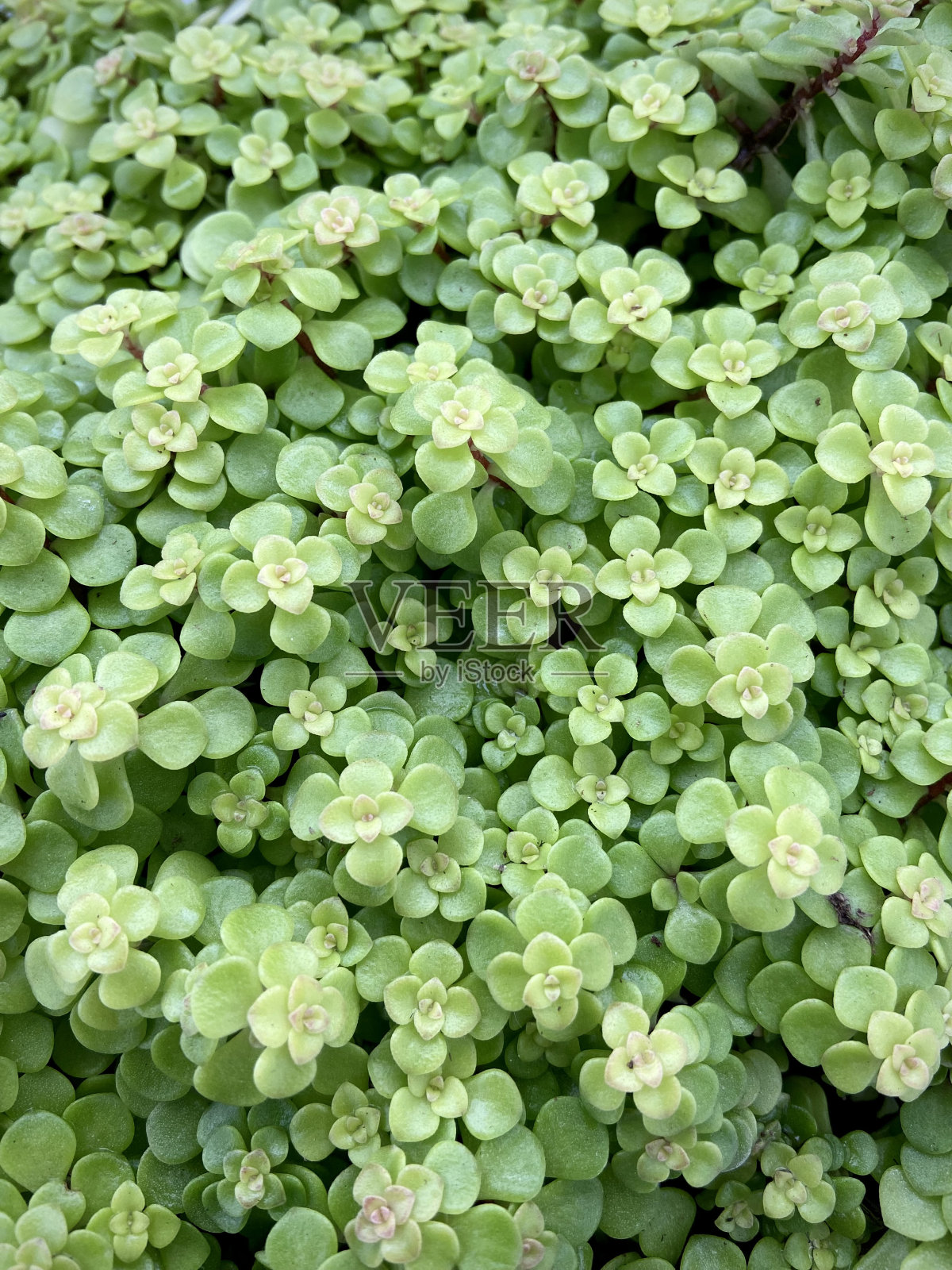 一组多汁的小叶子照片摄影图片