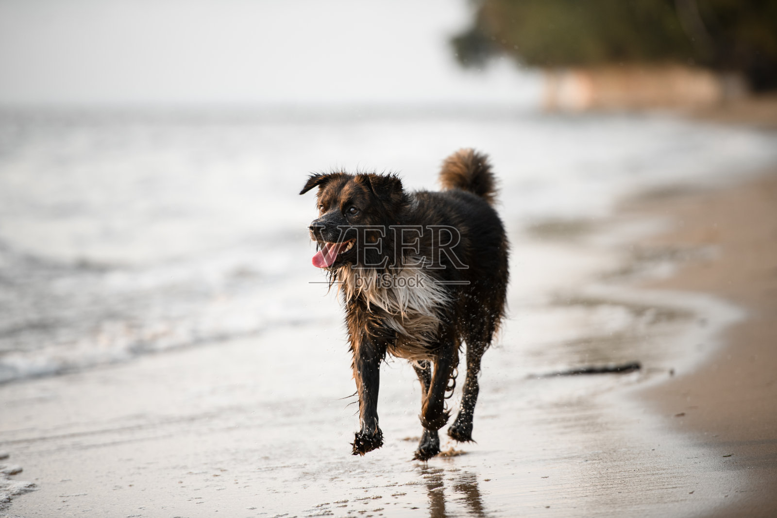 狗狗在沙滩上沿着水散步的特写镜头照片摄影图片