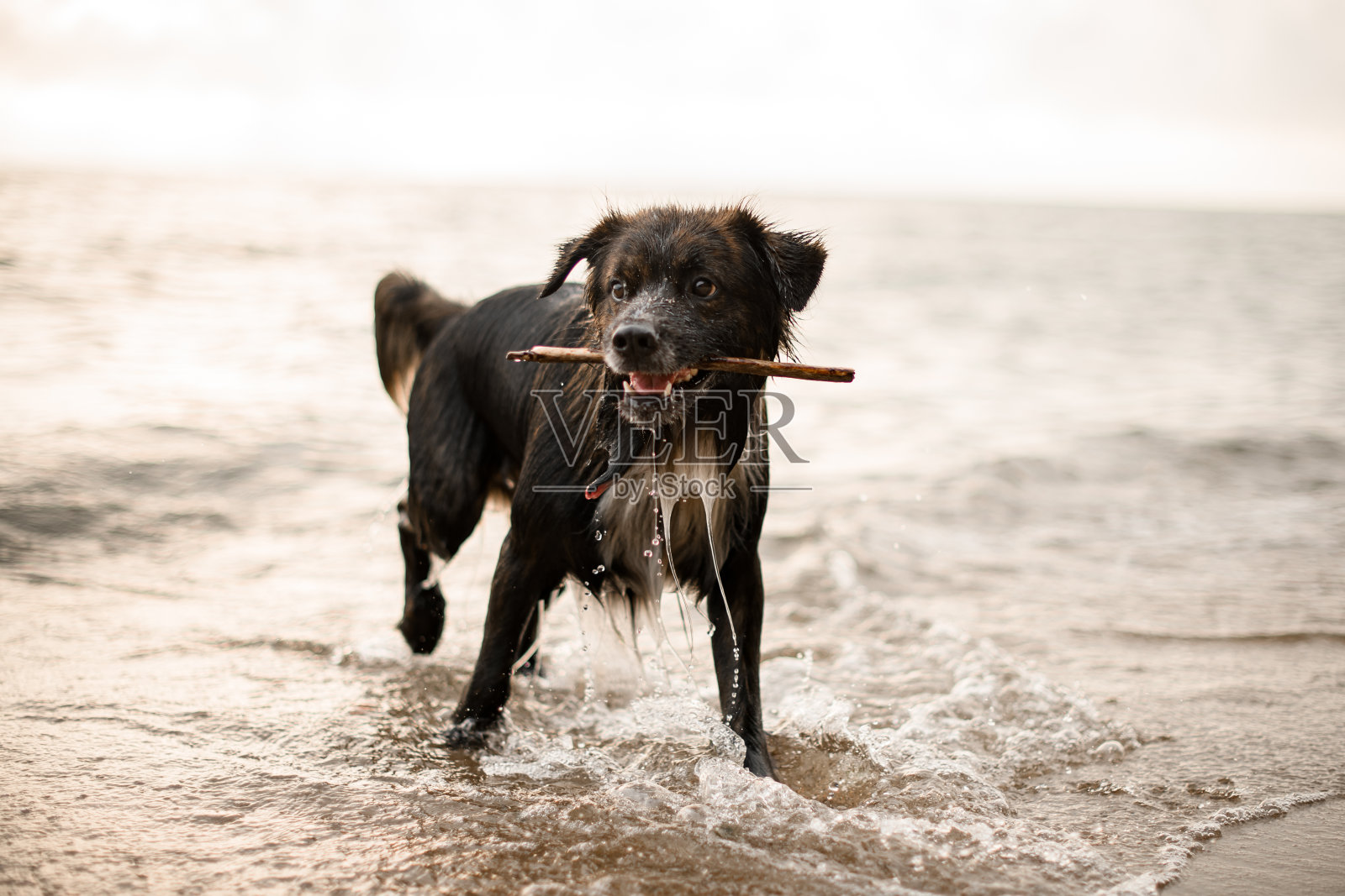 美丽的特写视图狗与木棍在沙滩上照片摄影图片
