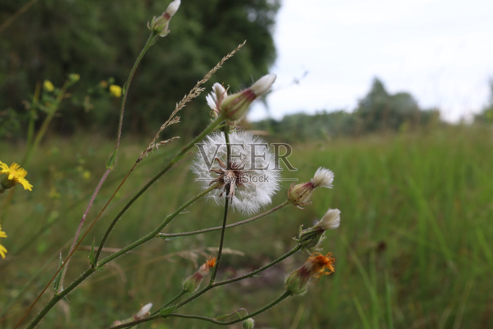 夏天草地上的粪纹草照片摄影图片