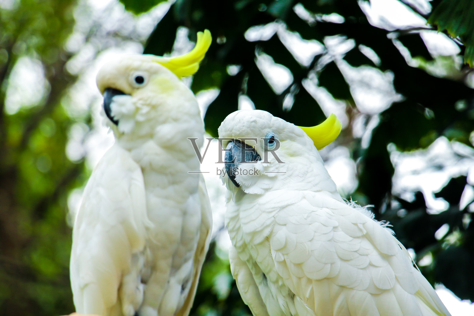 动物园里的一只凤头鹦鹉特写照片摄影图片