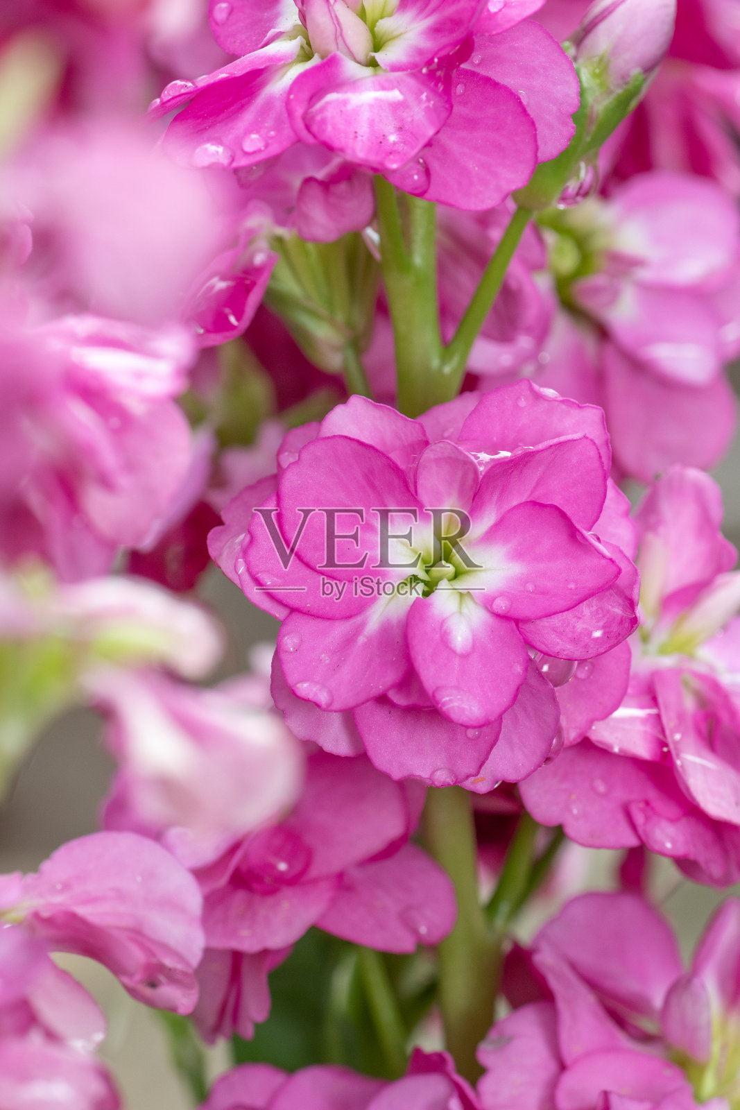 这种植物的花朵在春天是一种受欢迎的色彩。照片摄影图片