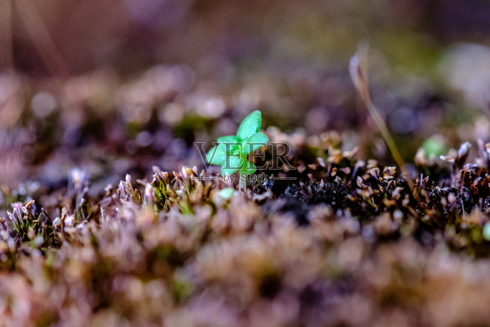 热带森林中的天然树苗照片摄影图片