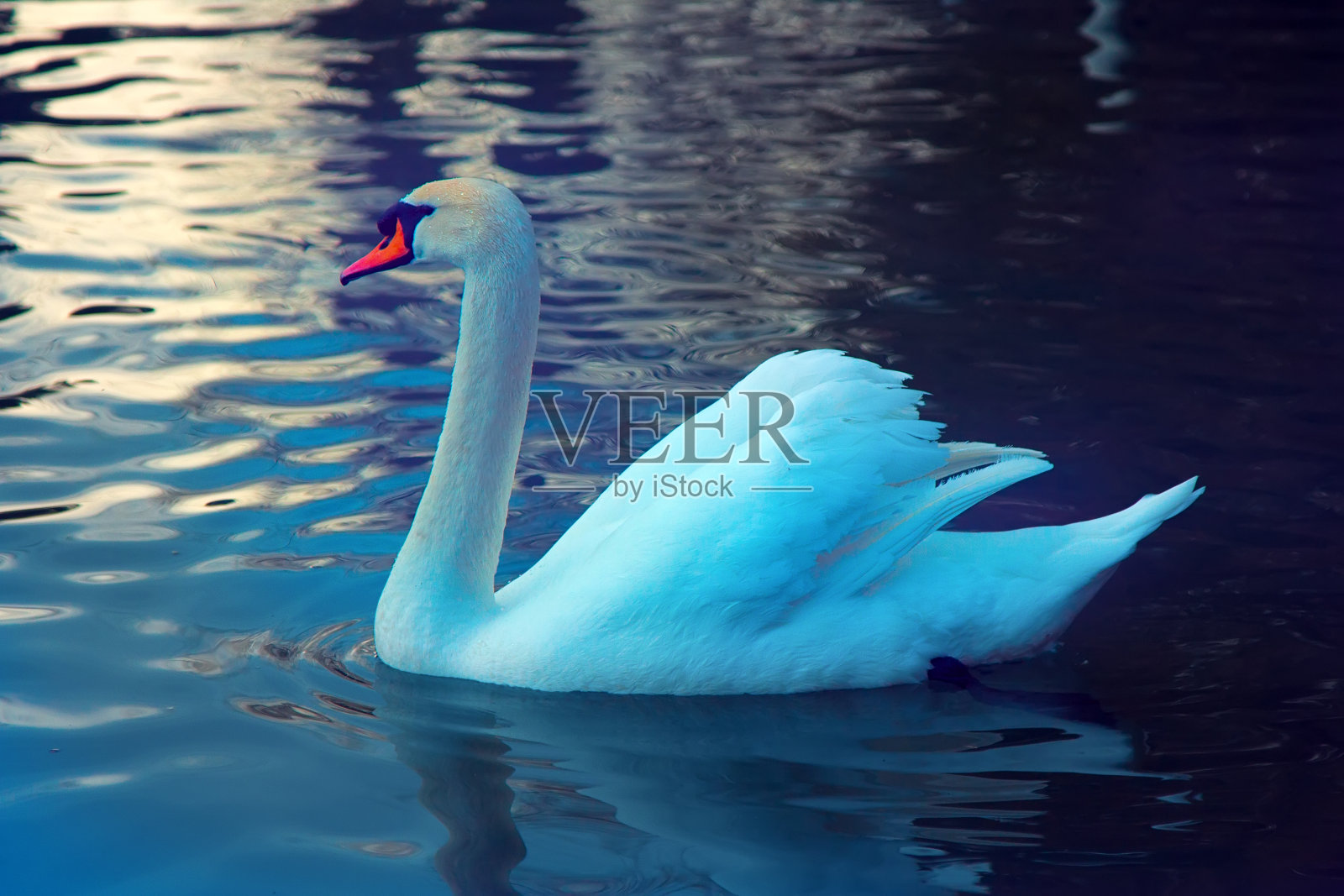 天鹅肖像照片摄影图片