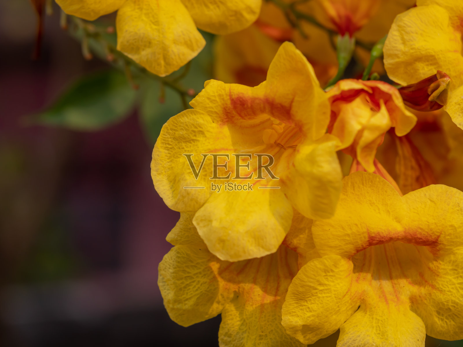 黄色花朵特写照片摄影图片