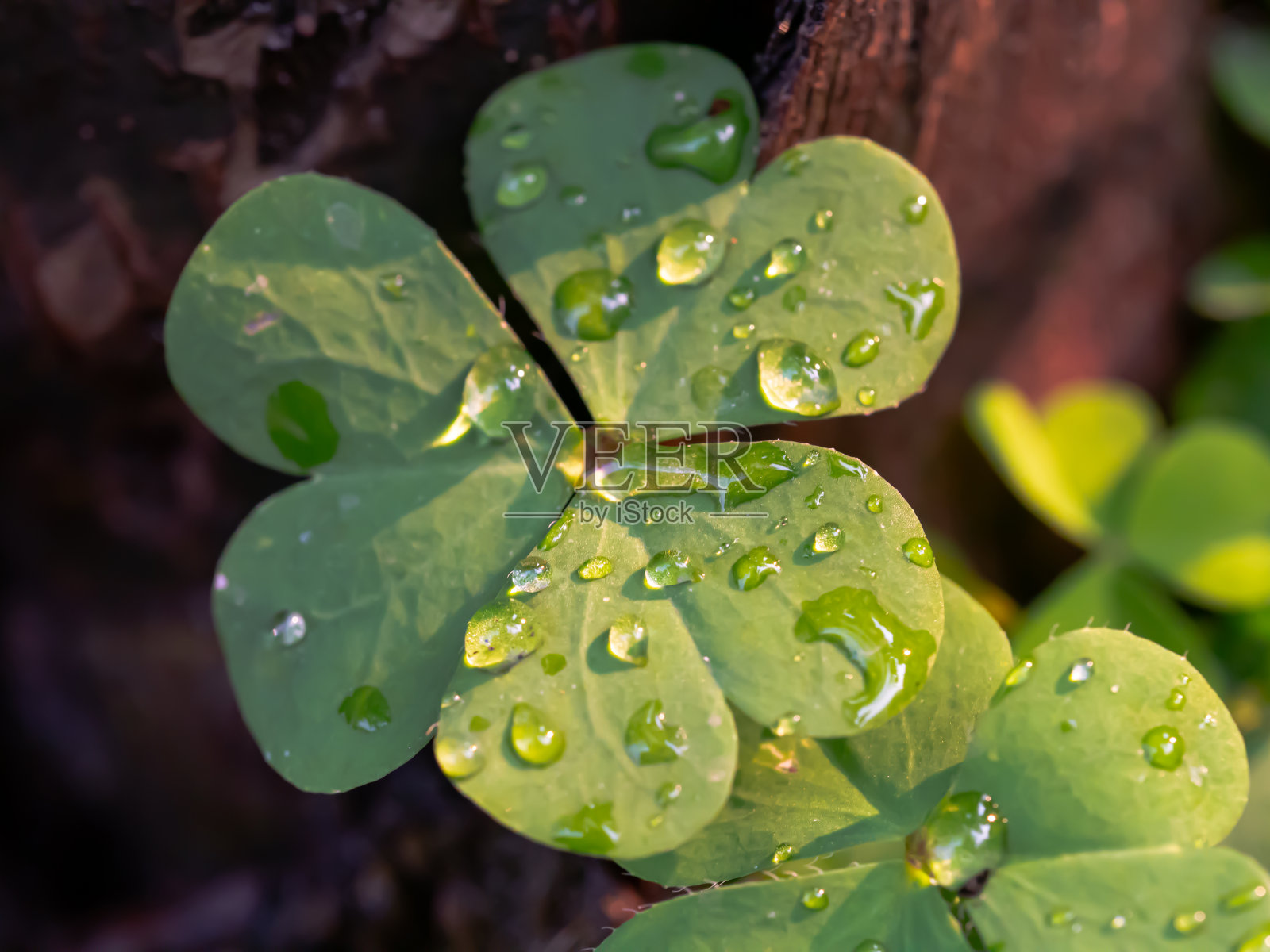 叶子上的水滴照片摄影图片