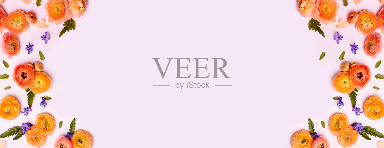 紫色风信子和黄色毛茛在浅粉色背景上的组成。节日横幅，复制空间。情人节、母亲节、生日或安排概念。照片摄影图片