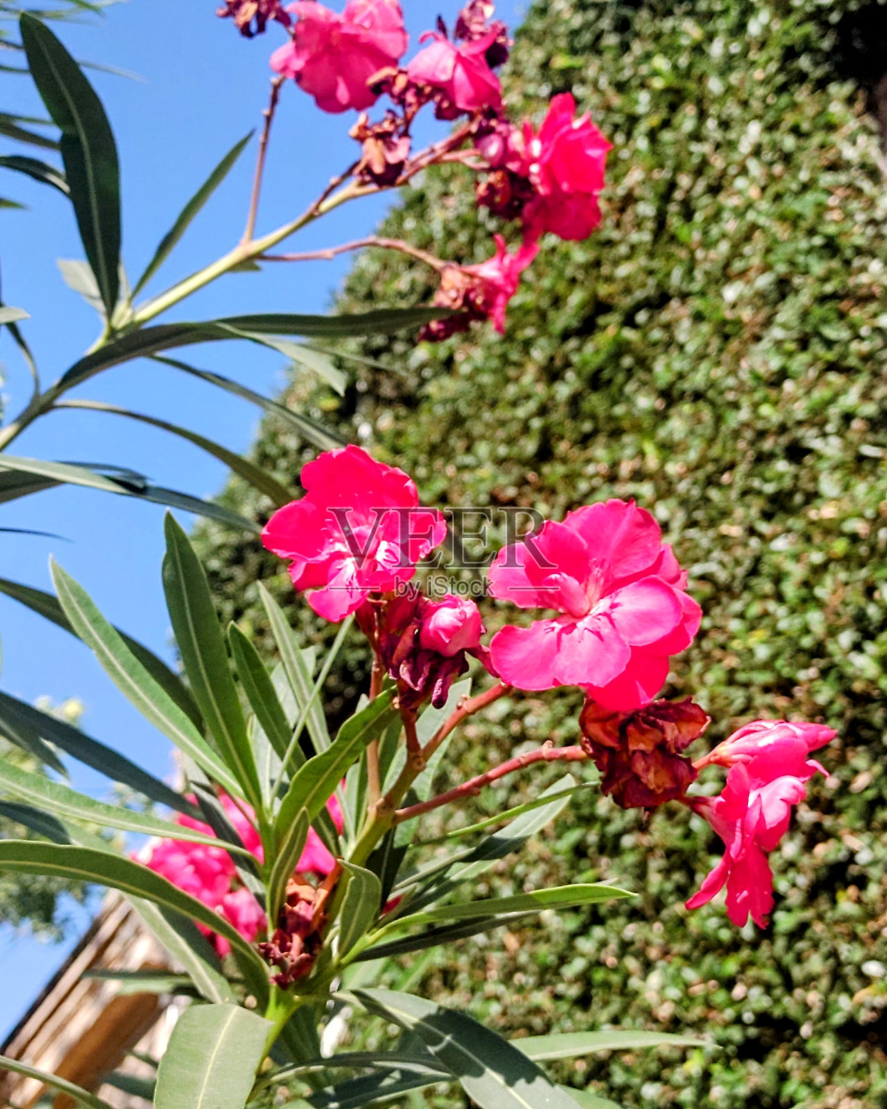夏日清晨的花朵照片摄影图片